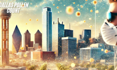 Dallas pollen count today and its impact on allergies.